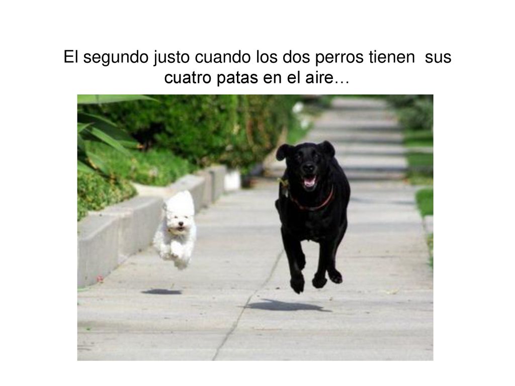El segundo justo cuando los dos perros tienen sus cuatro patas en el aire…