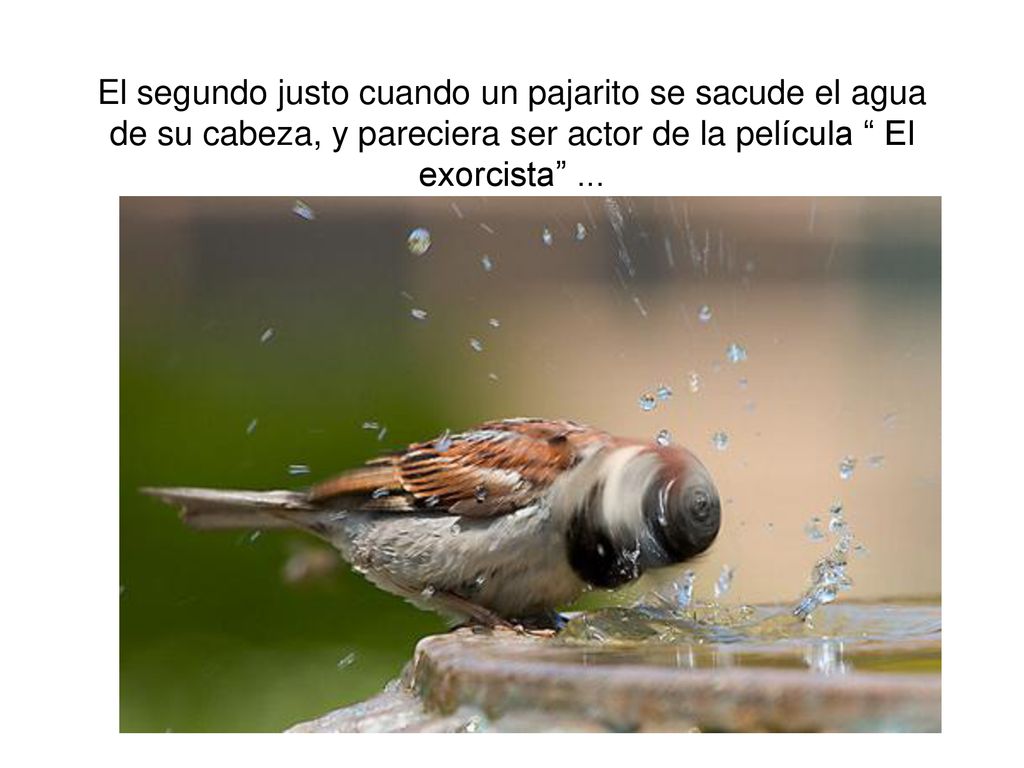 El segundo justo cuando un pajarito se sacude el agua de su cabeza, y pareciera ser actor de la película El exorcista ...