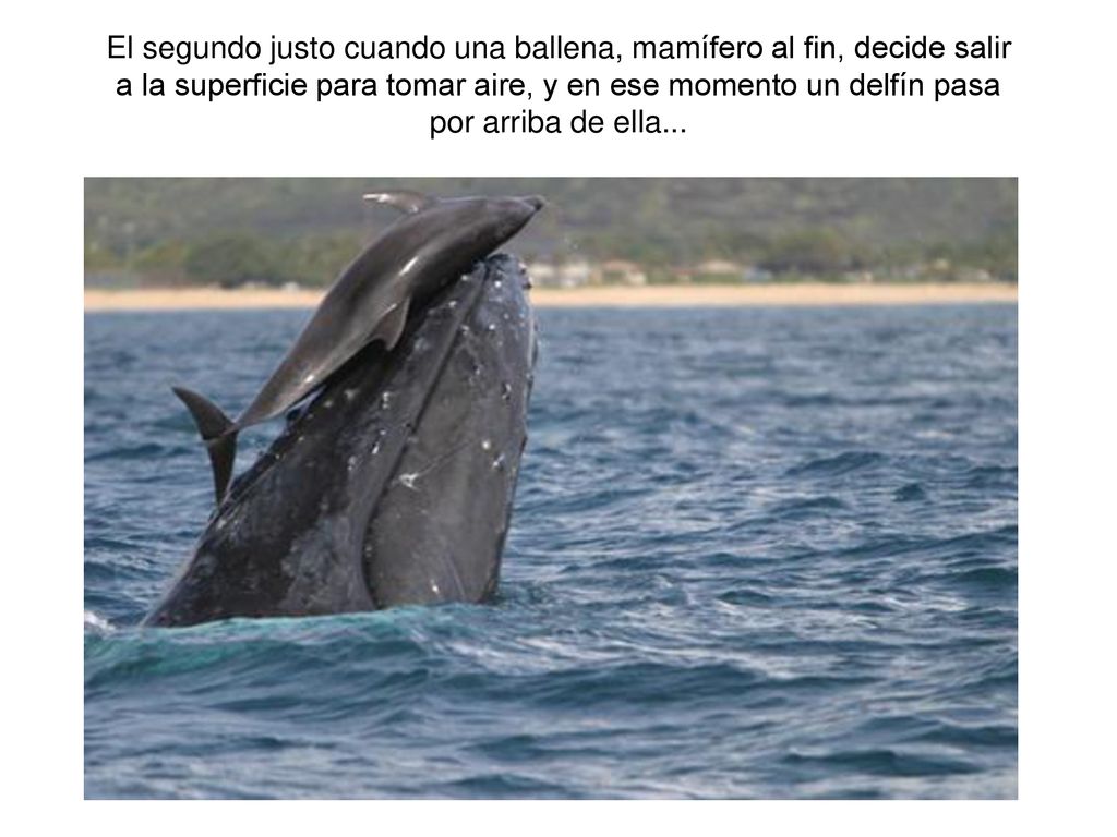 El segundo justo cuando una ballena, mamífero al fin, decide salir a la superficie para tomar aire, y en ese momento un delfín pasa por arriba de ella...