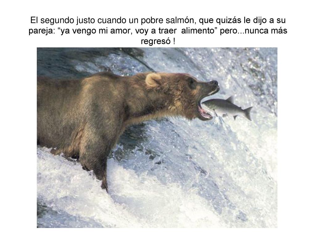 El segundo justo cuando un pobre salmón, que quizás le dijo a su pareja: ya vengo mi amor, voy a traer alimento pero...nunca más regresó !