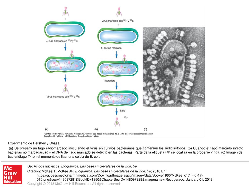 (a) Se preparó un fago radiomarcado inoculando el virus en cultivos bacterianos que contenían los radioisótopos. (b) Cuando el fago marcado infectó bacterias no marcadas, sólo el DNA del fago marcado se detectó en las bacterias. Parte de la etiqueta 32P se localiza en la progenie vírica. (c) Imagen del bacteriófago T4 en el momento de lisar una célula de E. coli.