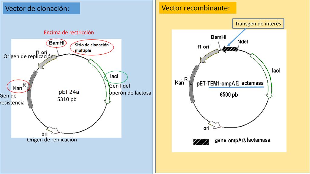 Vector de clonación: Vector recombinante: Transgen de interés