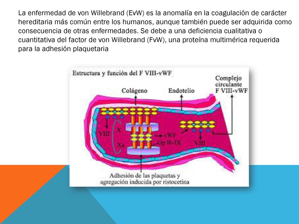 La enfermedad de von Willebrand (EvW) es la anomalía en la coagulación de carácter hereditaria más común entre los humanos, aunque también puede ser adquirida como consecuencia de otras enfermedades.