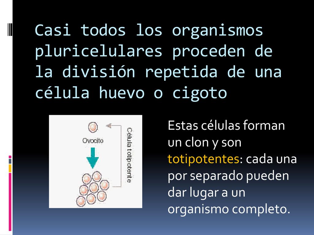 Casi todos los organismos pluricelulares proceden de la división repetida de una célula huevo o cigoto