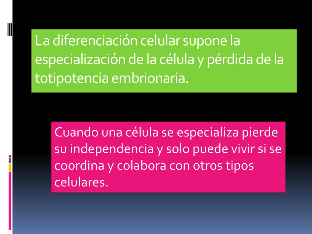 La diferenciación celular supone la especialización de la célula y pérdida de la totipotencia embrionaria.