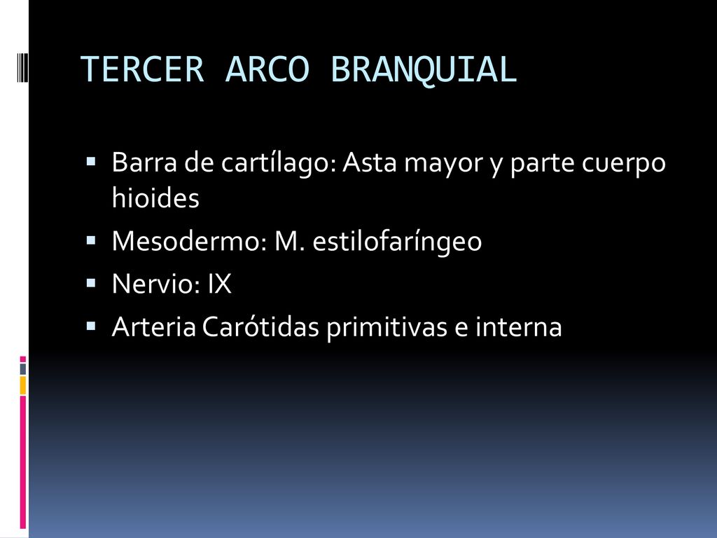 TERCER ARCO BRANQUIAL Barra de cartílago: Asta mayor y parte cuerpo hioides. Mesodermo: M. estilofaríngeo.