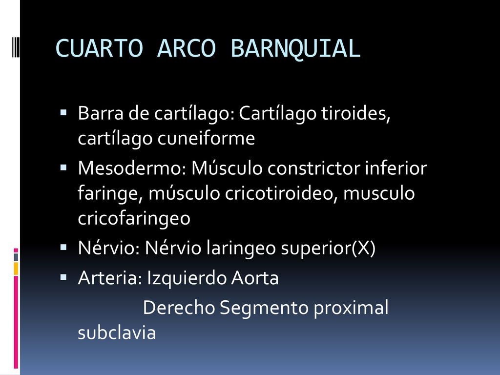 CUARTO ARCO BARNQUIAL Barra de cartílago: Cartílago tiroides, cartílago cuneiforme.