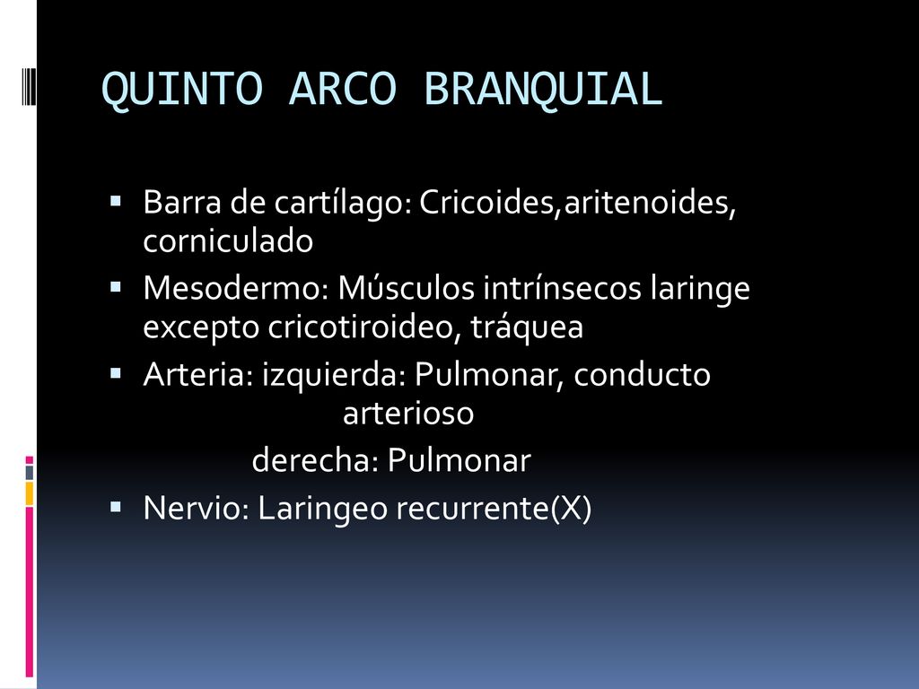 QUINTO ARCO BRANQUIAL Barra de cartílago: Cricoides,aritenoides, corniculado.