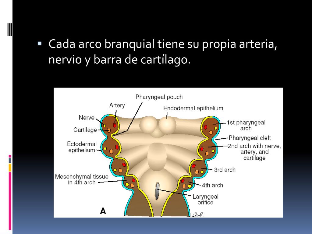 Cada arco branquial tiene su propia arteria, nervio y barra de cartílago.