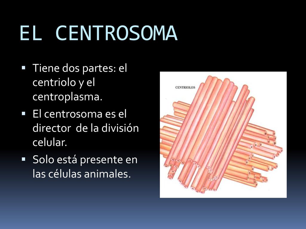 EL CENTROSOMA Tiene dos partes: el centriolo y el centroplasma.