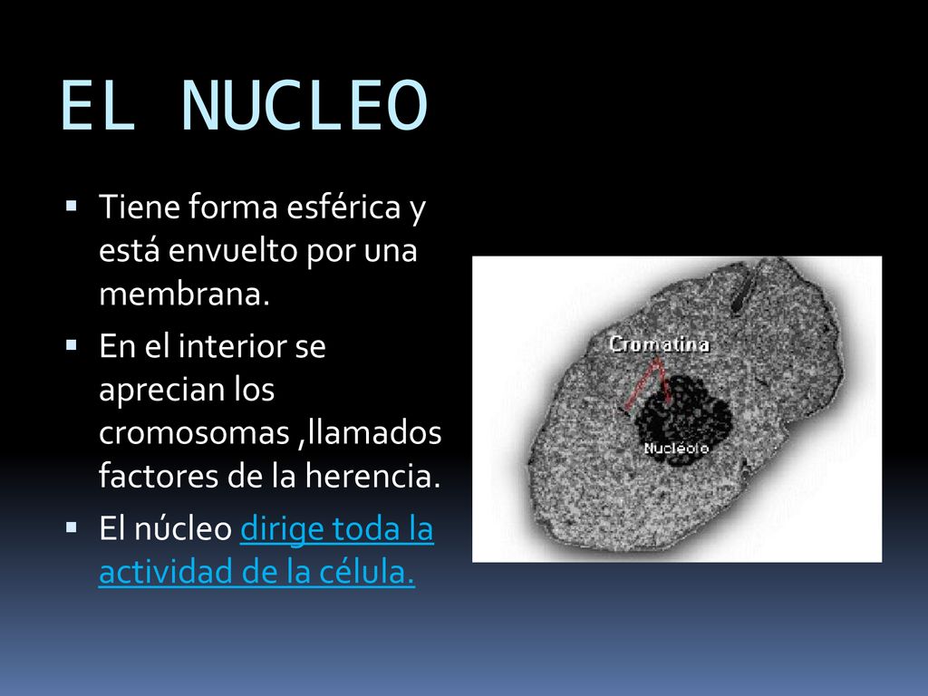 EL NUCLEO Tiene forma esférica y está envuelto por una membrana.