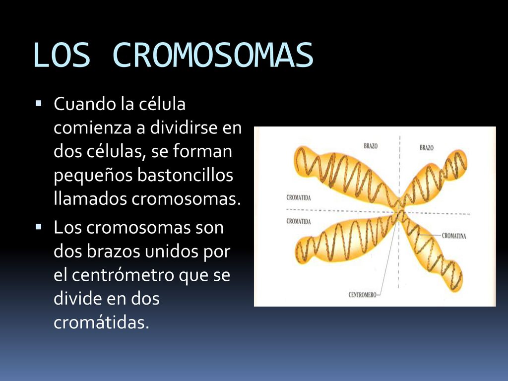 LOS CROMOSOMAS Cuando la célula comienza a dividirse en dos células, se forman pequeños bastoncillos llamados cromosomas.