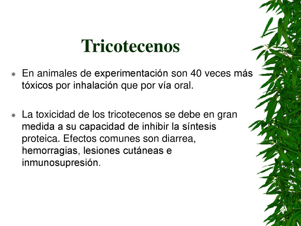 Tricotecenos En animales de experimentación son 40 veces más tóxicos por inhalación que por vía oral.