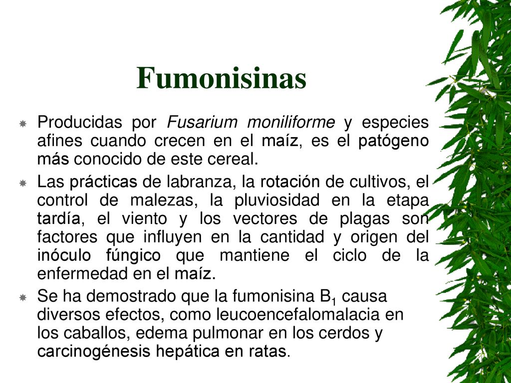 Fumonisinas Producidas por Fusarium moniliforme y especies afines cuando crecen en el maíz, es el patógeno más conocido de este cereal.