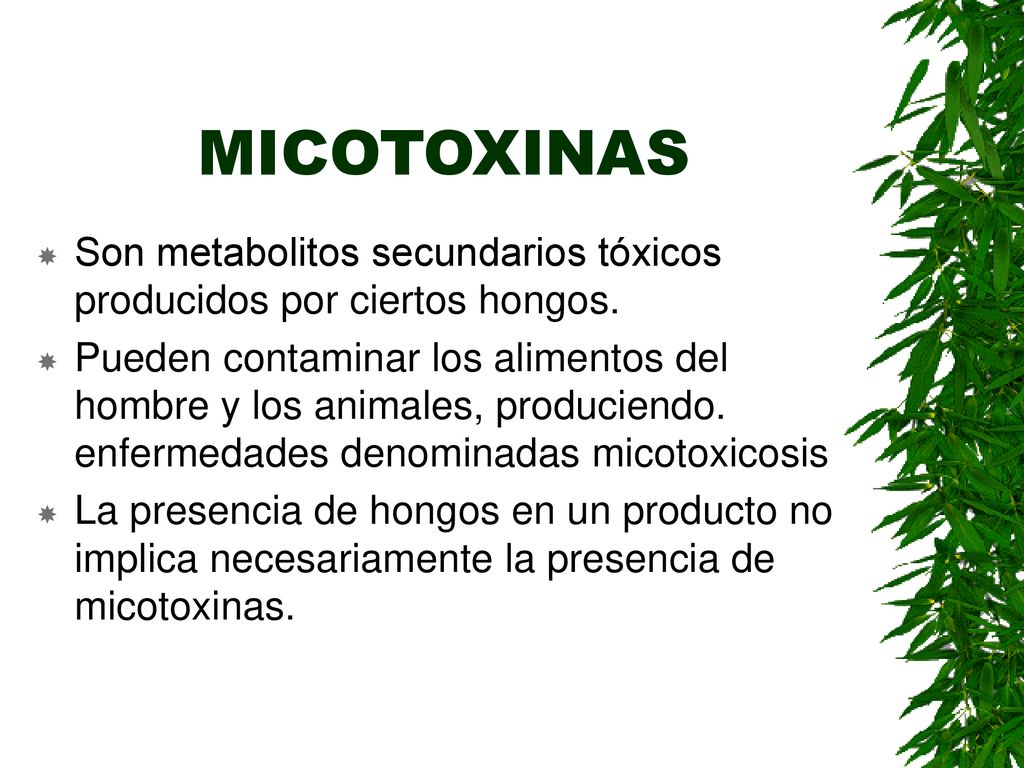 MICOTOXINAS Son metabolitos secundarios tóxicos producidos por ciertos hongos.