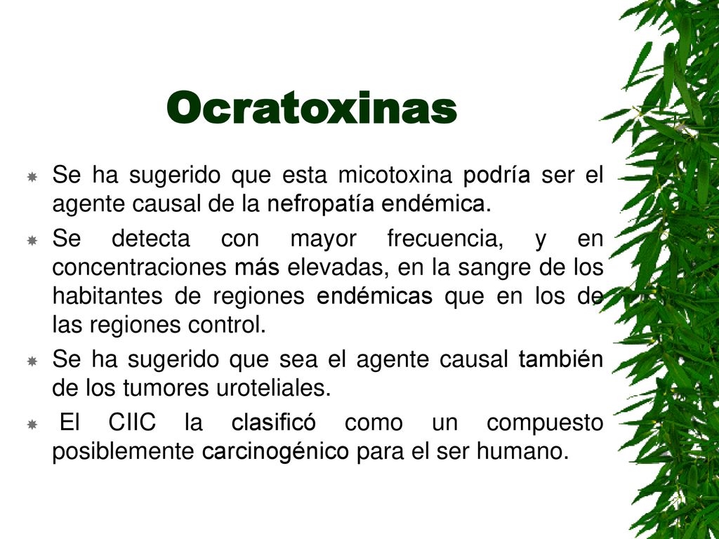 Ocratoxinas Se ha sugerido que esta micotoxina podría ser el agente causal de la nefropatía endémica.