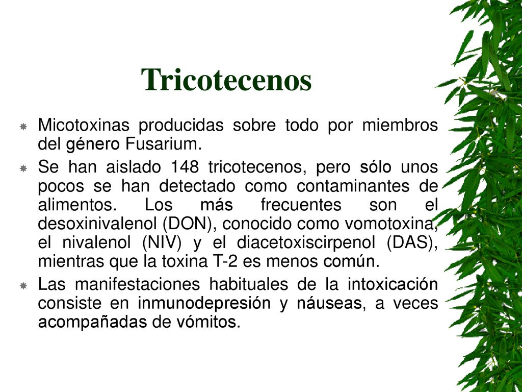 Tricotecenos Micotoxinas producidas sobre todo por miembros del género Fusarium.