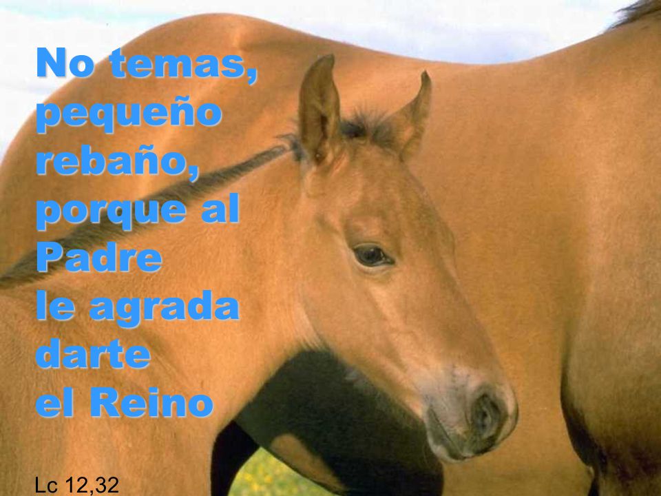 No temas, pequeño rebaño, porque al Padre le agrada darte el Reino Lc 12,32