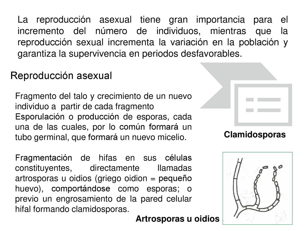 La reproducción asexual tiene gran importancia para el incremento del número de individuos, mientras que la reproducción sexual incrementa la variación en la población y garantiza la supervivencia en periodos desfavorables.