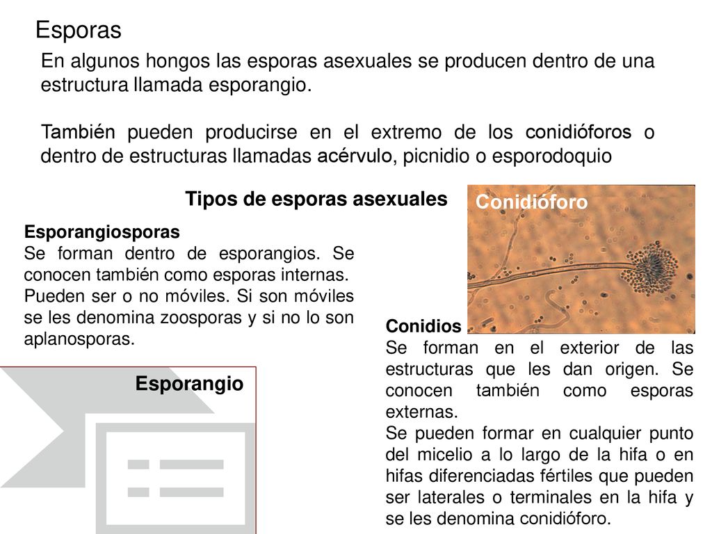 Esporas En algunos hongos las esporas asexuales se producen dentro de una estructura llamada esporangio.