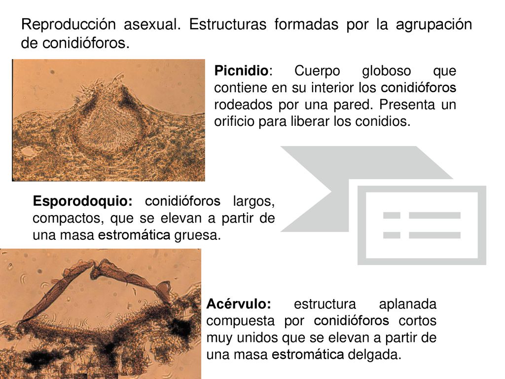 Reproducción asexual. Estructuras formadas por la agrupación de conidióforos.