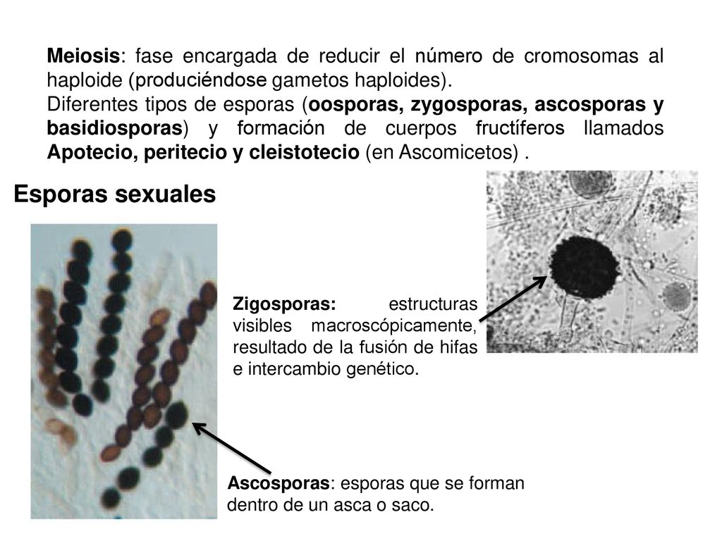 Meiosis: fase encargada de reducir el número de cromosomas al haploide (produciéndose gametos haploides).