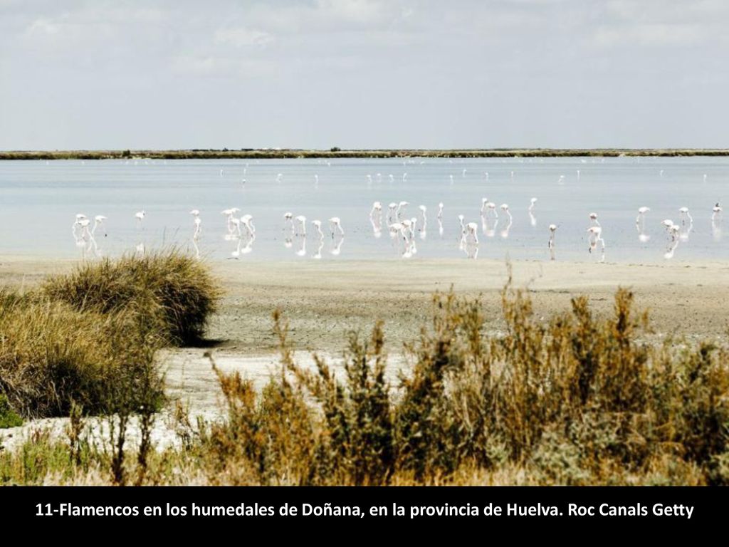 11-Flamencos en los humedales de Doñana, en la provincia de Huelva