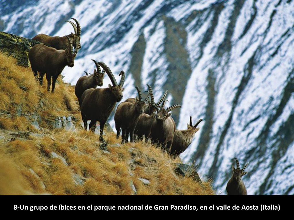 8-Un grupo de íbices en el parque nacional de Gran Paradiso, en el valle de Aosta (Italia)