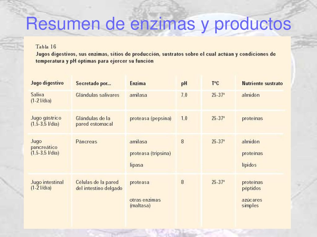 Resumen de enzimas y productos