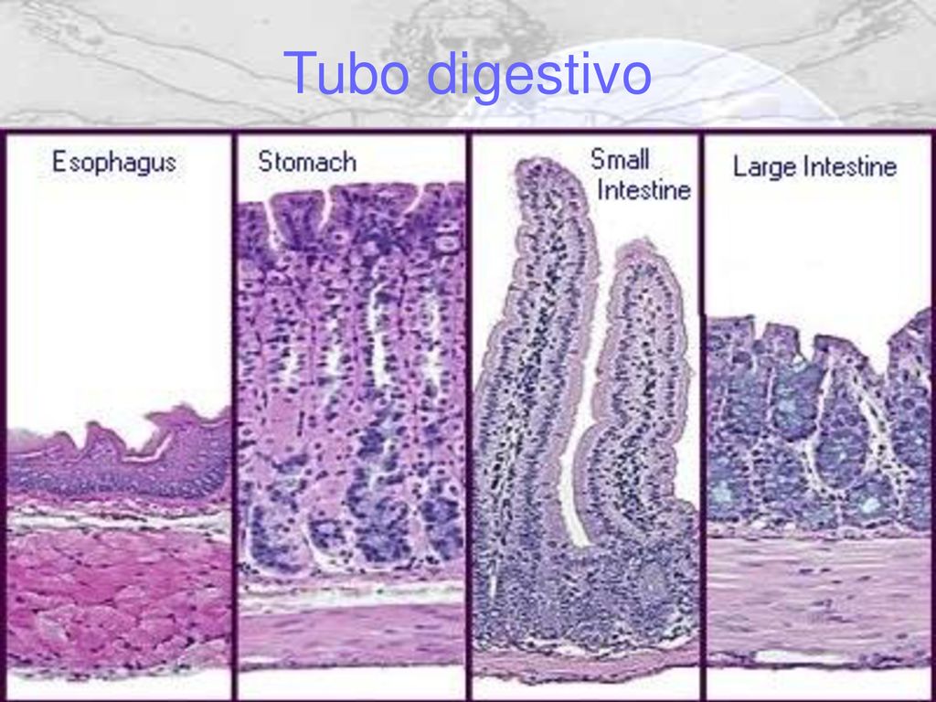 Пищевод гистология. Пристеночное пищеварение гистология. Digestive System Histology. Digestive System Histology Slides. Все препараты по пищеварительной системе гистология.