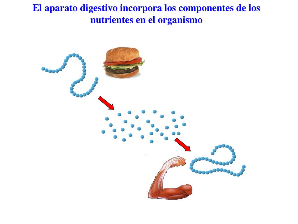 El aparato digestivo incorpora los componentes de los nutrientes en el organismo
