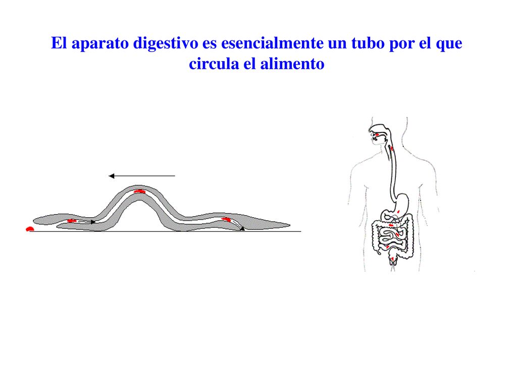 El aparato digestivo es esencialmente un tubo por el que circula el alimento