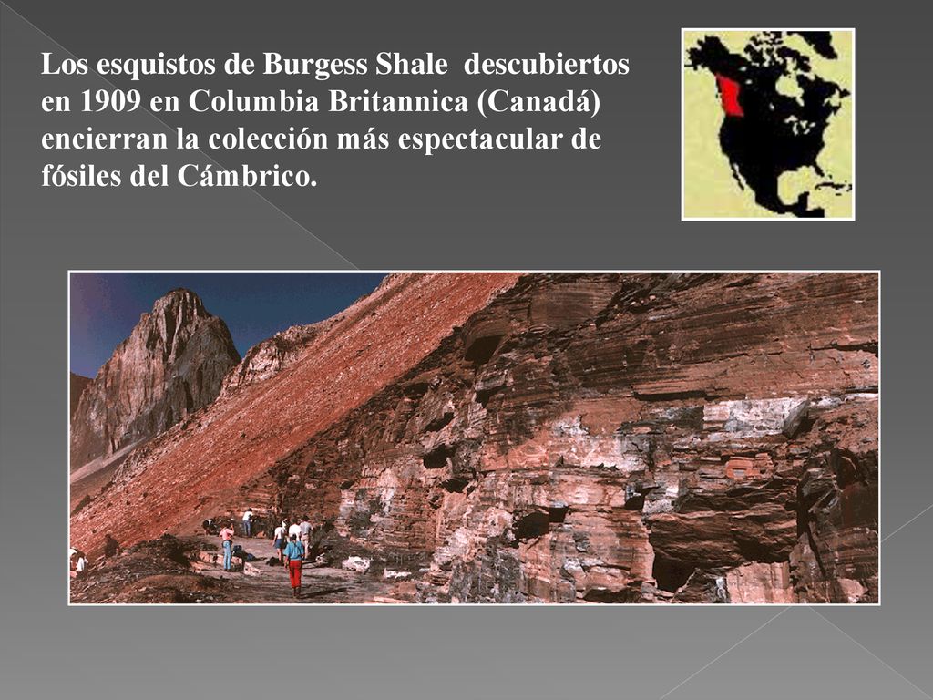 Los esquistos de Burgess Shale descubiertos en 1909 en Columbia Britannica (Canadá) encierran la colección más espectacular de fósiles del Cámbrico.
