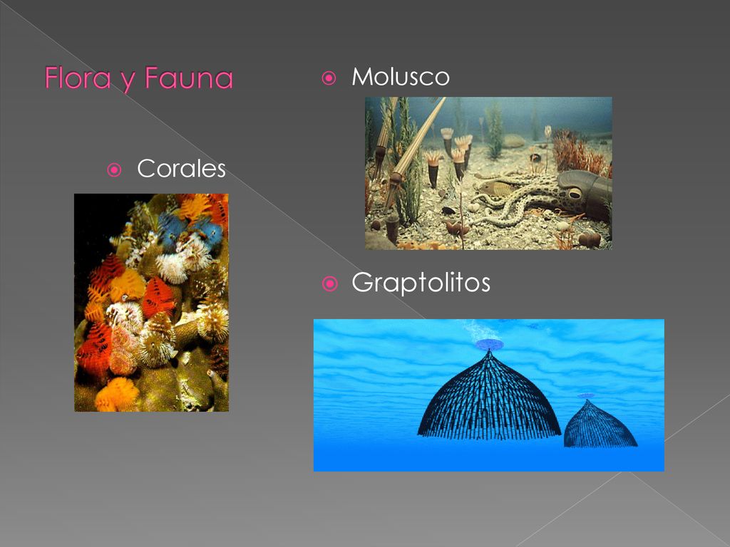 Flora y Fauna Molusco Graptolitos Corales