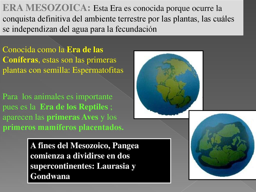ERA MESOZOICA: Esta Era es conocida porque ocurre la conquista definitiva del ambiente terrestre por las plantas, las cuáles se independizan del agua para la fecundación