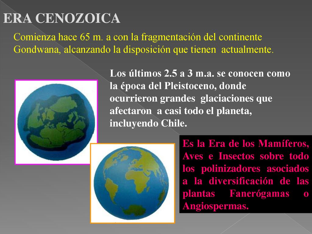 ERA CENOZOICA Comienza hace 65 m. a con la fragmentación del continente Gondwana, alcanzando la disposición que tienen actualmente.