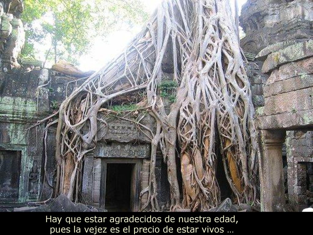 Hay que estar agradecidos de nuestra edad, pues la vejez es el precio de estar vivos …