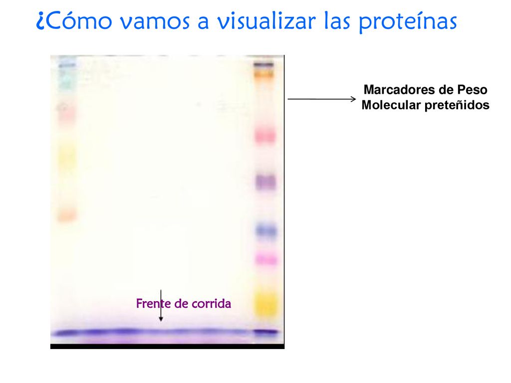 Marcadores de Peso Molecular preteñidos