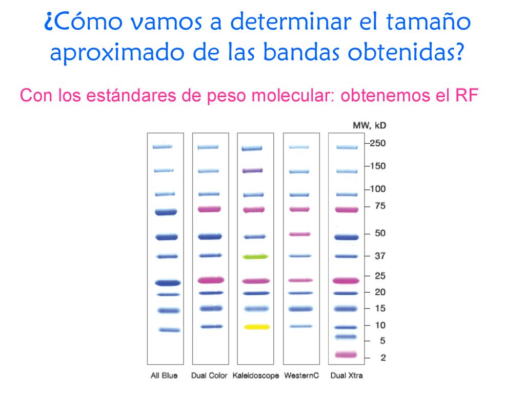 ¿Cómo vamos a determinar el tamaño aproximado de las bandas obtenidas