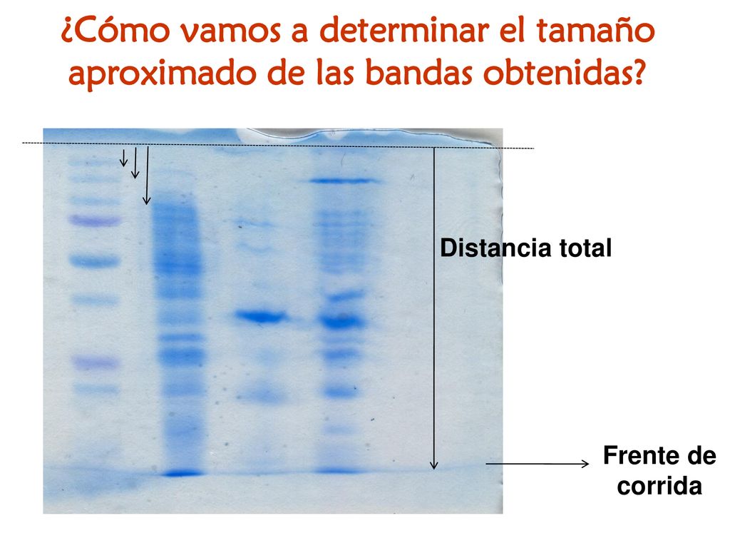 ¿Cómo vamos a determinar el tamaño aproximado de las bandas obtenidas