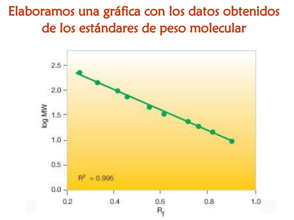 Elaboramos una gráfica con los datos obtenidos de los estándares de peso molecular