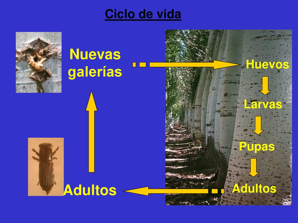 Ciclo de vida Nuevas galerías Huevos Larvas Pupas Adultos Adultos