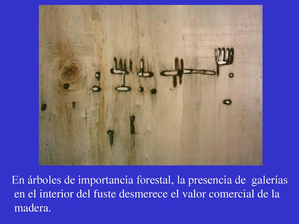 En árboles de importancia forestal, la presencia de galerías en el interior del fuste desmerece el valor comercial de la madera.