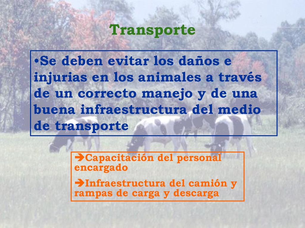 Transporte Se deben evitar los daños e injurias en los animales a través de un correcto manejo y de una buena infraestructura del medio de transporte.