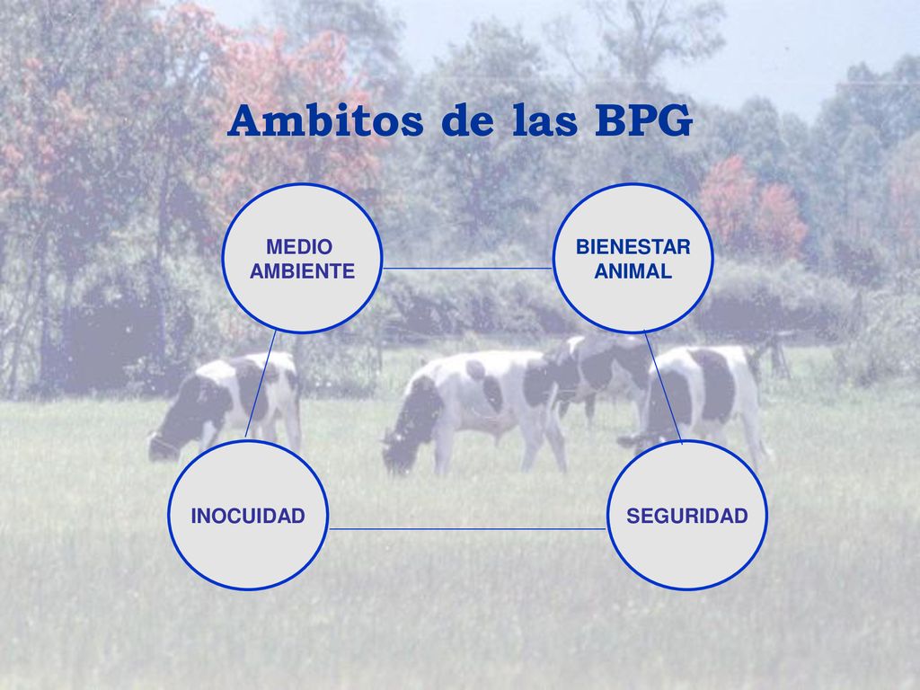 Ambitos de las BPG INOCUIDAD MEDIO AMBIENTE SEGURIDAD BIENESTAR ANIMAL