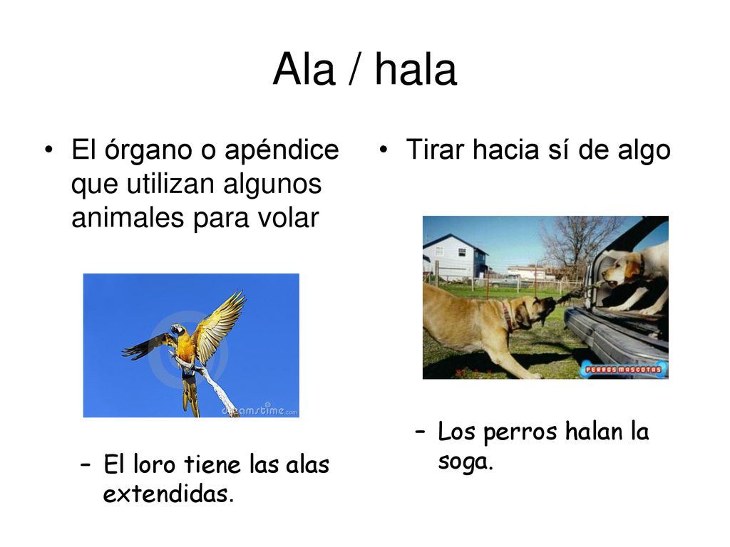 Ala / hala El órgano o apéndice que utilizan algunos animales para volar. El loro tiene las alas extendidas.