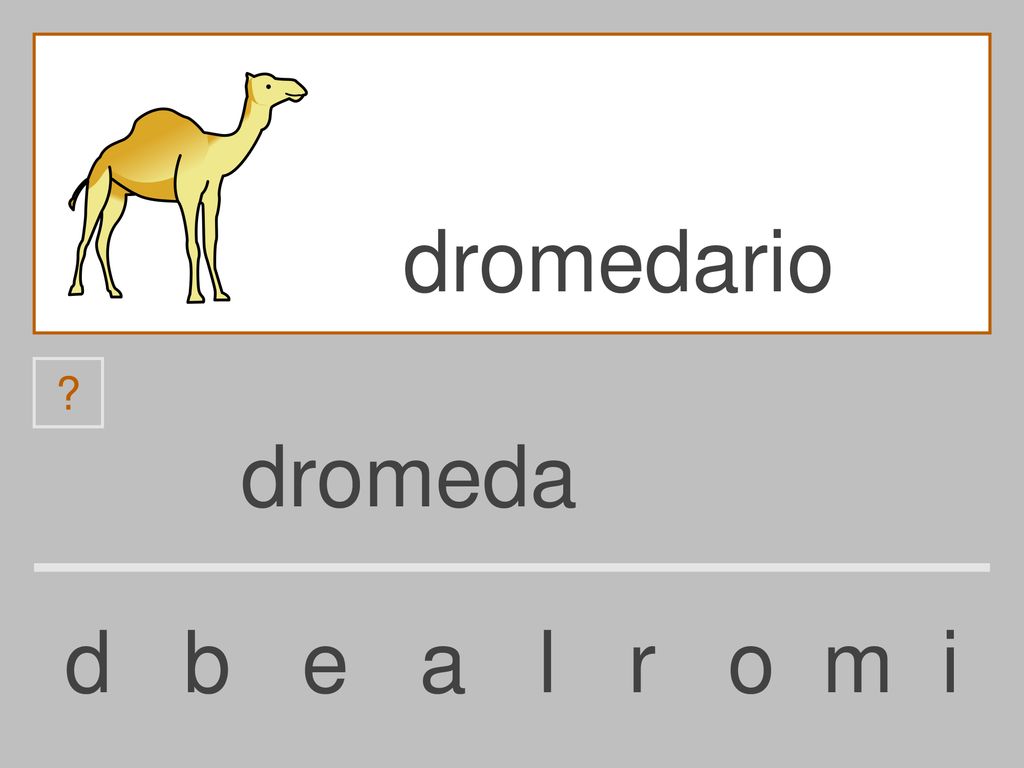 dromedario dromeda d b e a l r o m i
