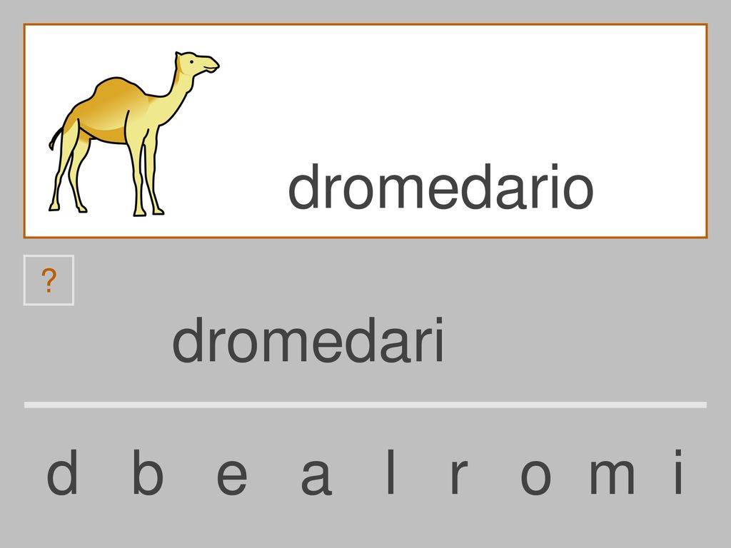 dromedario dromedari d b e a l r o m i
