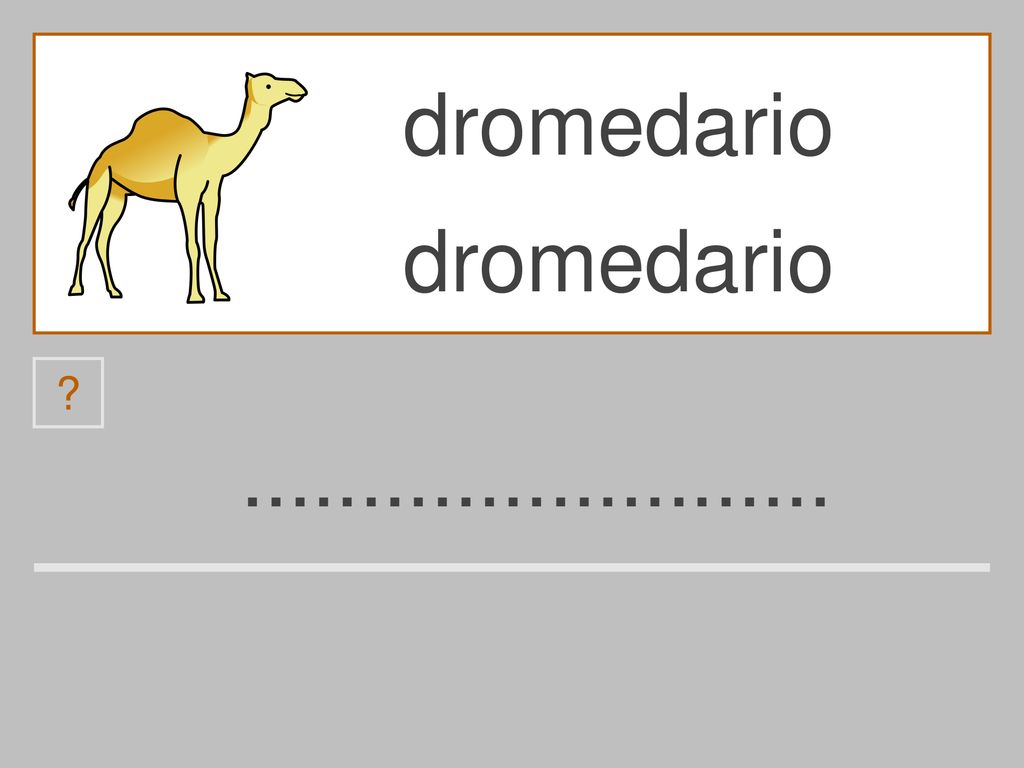 dromedario dromedario d b e a l r o m i