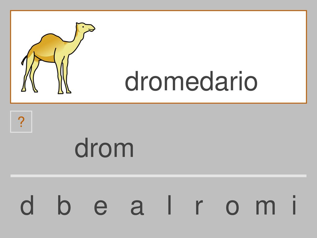 dromedario drom d b e a l r o m i